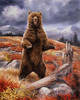 Grizzly_jpg
