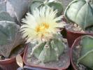 Astrophytum hb.