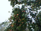 DSCF7329