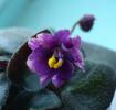 detaliu floare