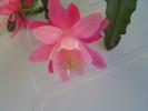 epiphyllum roz2