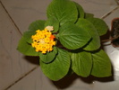 lantana portocalie