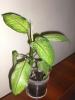CIMG0067