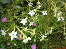 DSC00766
