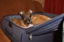 whippet Fancy