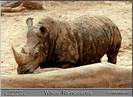 WRHINO