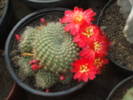 Rebutia