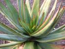 aloe_capitata_2