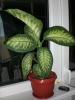 diefenbachia