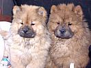 Chow-Chow