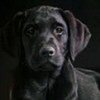 avatare-caine-labrador-negru