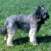 ciobanesc-de-brie-briard-001