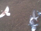 Image00