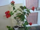 casa scarii hibiscus de revelion