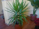 yuca