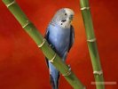 papagal-desktop-wallpapere-blogspot[1]