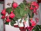 Flori-2008 006
