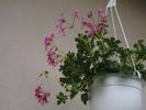 Picture 031