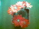 Rebutia ithycantha