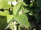 Fotografii-0042