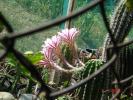 Echinopsis