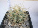 Ferocactus glaucescens Metztitlan, Thinribs