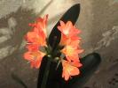 clivia