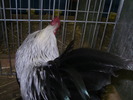 P8161711