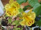 mimulus