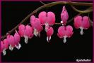 flori 6