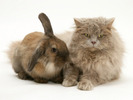 jane-burton-fluffy-grey-cat-cuddled-up-with-dwarf-lionhead-r