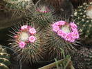 Mammilaria spinosissima v. o pico