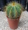 Parodia (Eriocactus) magnifica