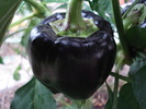 Bell Pepper Purple Flame (2009, Oct.17)