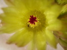 Detaliu floare notocactus