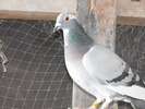 DSCF2595