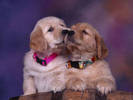 PUP08RK021110