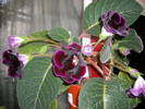 Gloxinia mov inchis