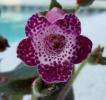 Kohleria BLACKBERRY BUTTERFLY