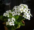 Kalanchoe blossfeldiana