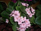 Violete de Parma