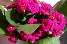 kalanchoe ciclam