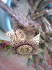 stapelia