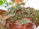 floricele 053