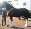 walt champ mare