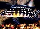 Julidochromis%20marlieri