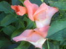 DSC00687