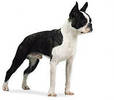 boston_terrier