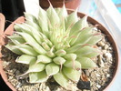 Graptopetalum filiferum recent