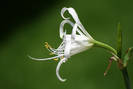 Himenocalis